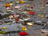 White throated Sparrow 9048
